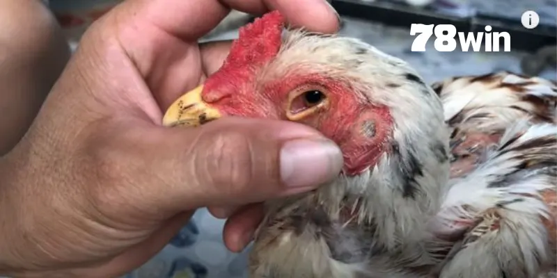 Cách Chữa Gà Bị Đá Mù Mắt Bằng Bài Thuốc Bất Bại Tại 78win 4 Các dấu hiệu nhận biết phổ biến khi gà chọi bị tổn thương thị lực